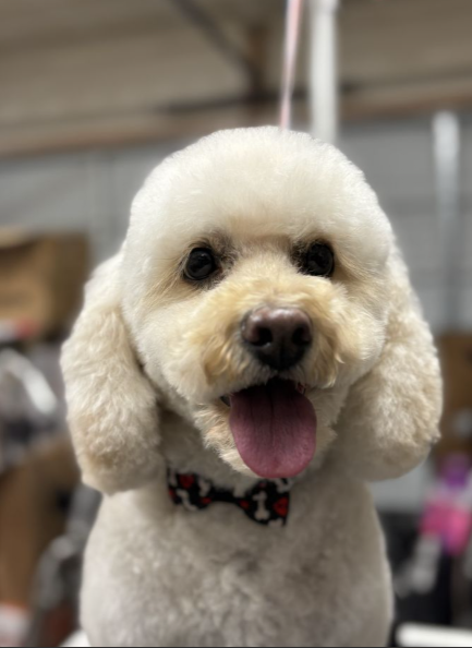 Barks & Bubbles Pet Salon
