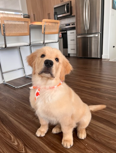 Happi Pup Spa